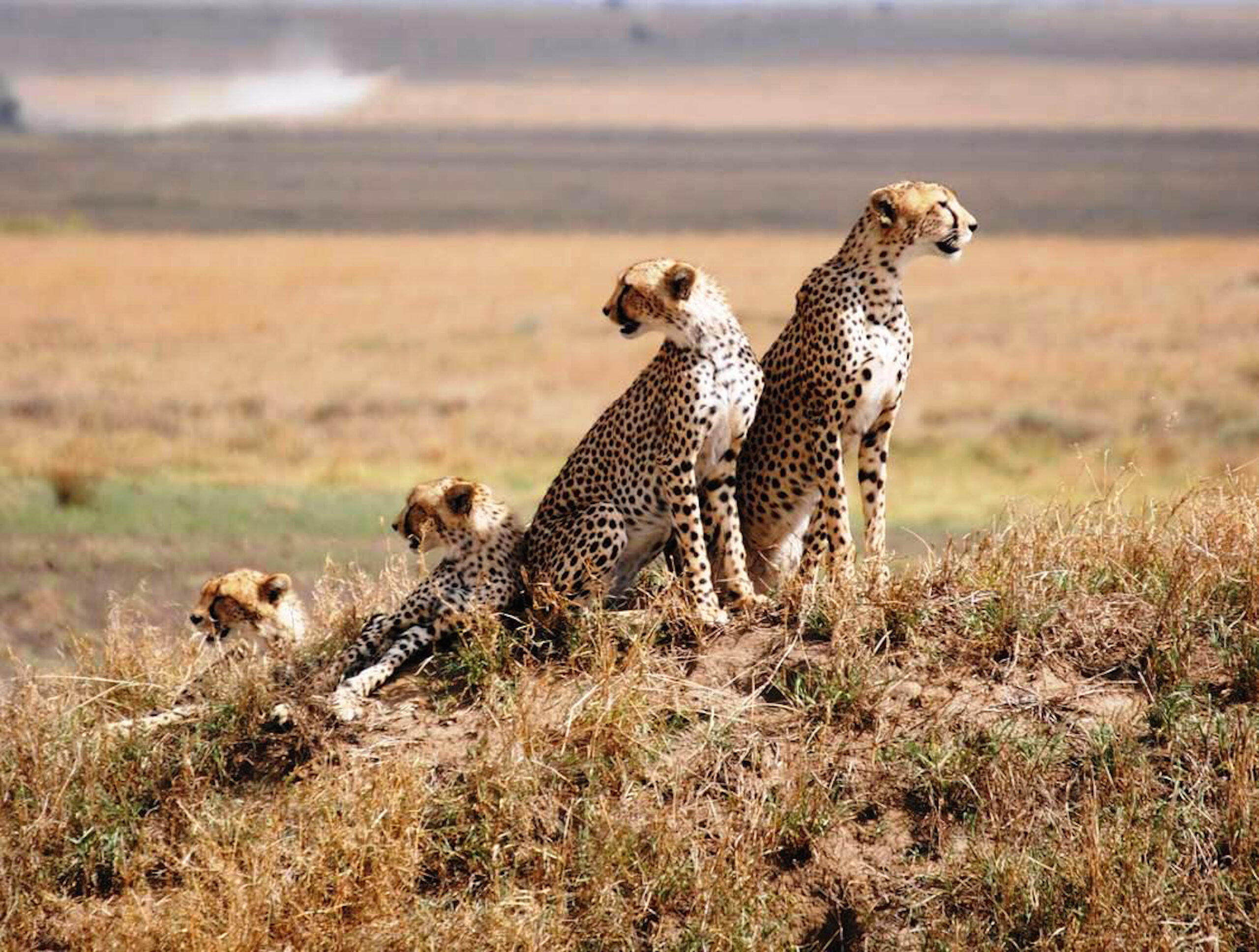 Serengati Kilimanjaro